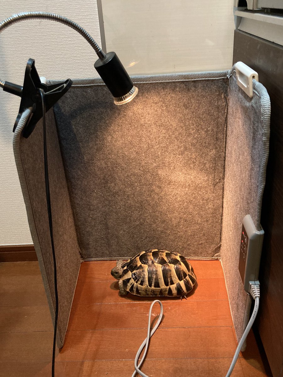 姫の備忘

気温が低くなってきたので、
ポカポカヒーターコーナーを設置したら、ちゃんと見つけておさまってくださいました🐢

外で過ごすことが多くなった亀ちゃんなので、この冬は工夫が必要そうです。
