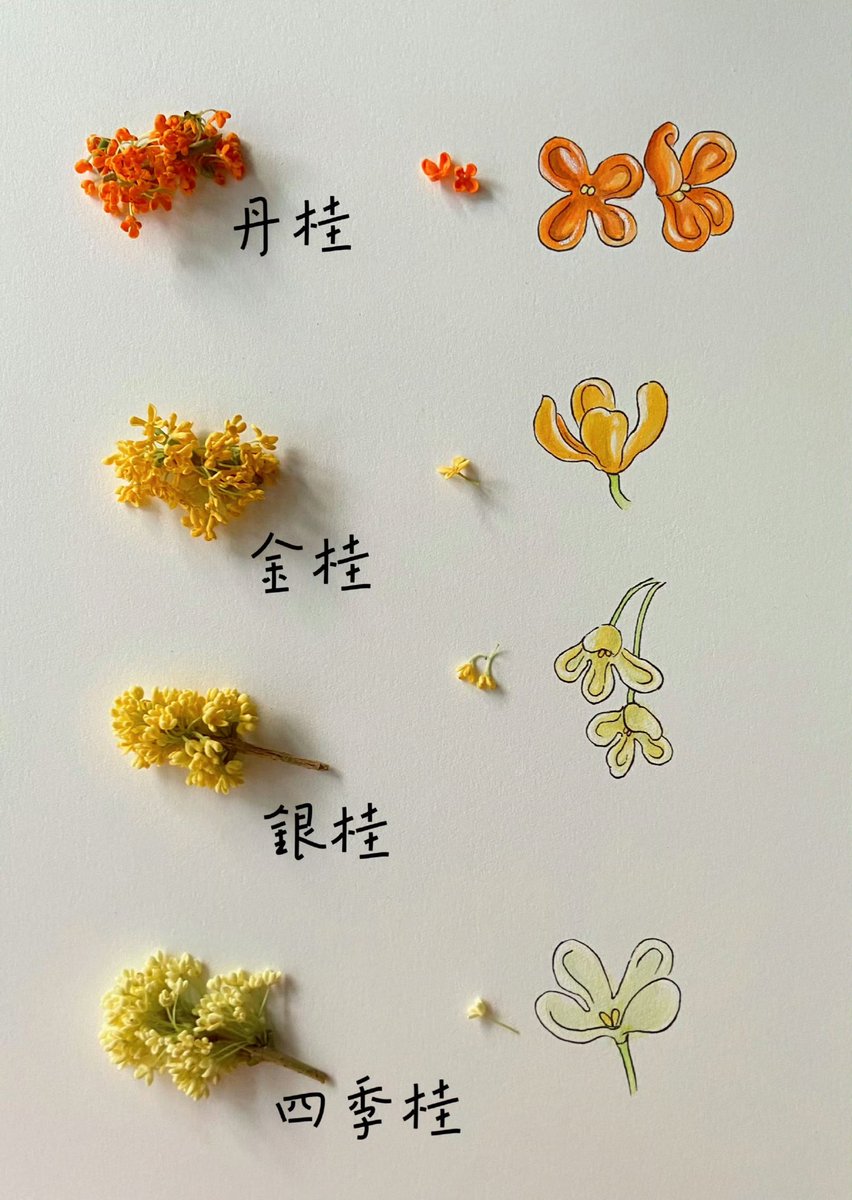 最喜欢金桂，其次是丹桂