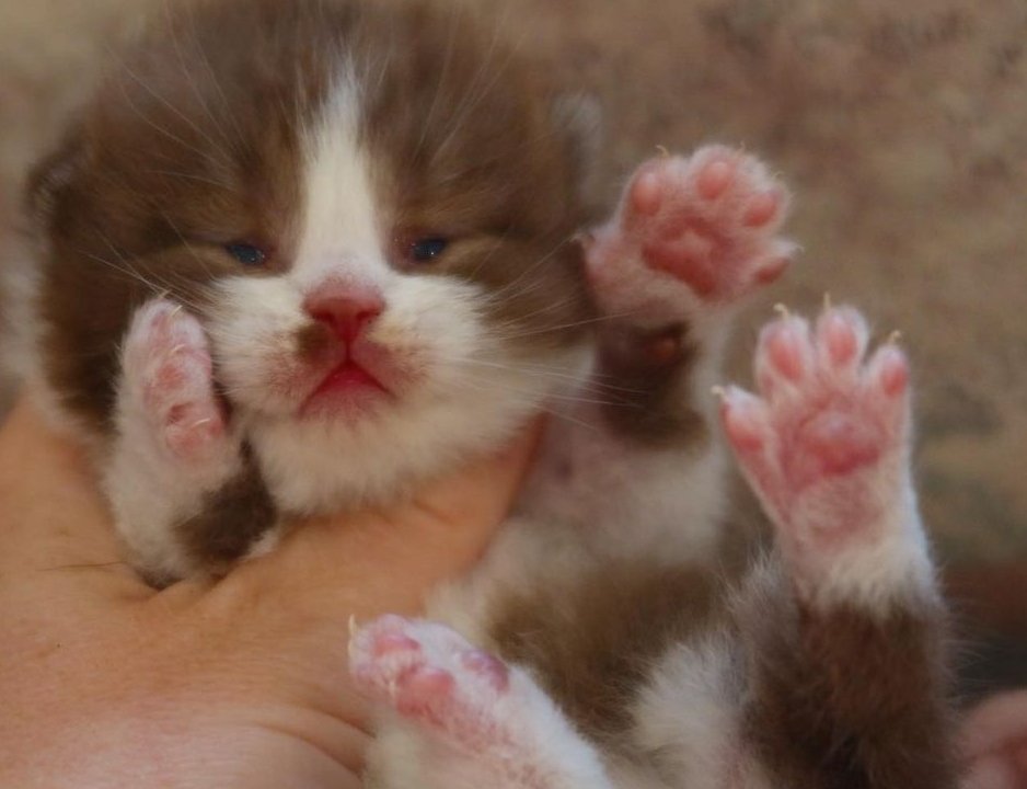 stickydacat's tweet image. New dti update... im Foaming