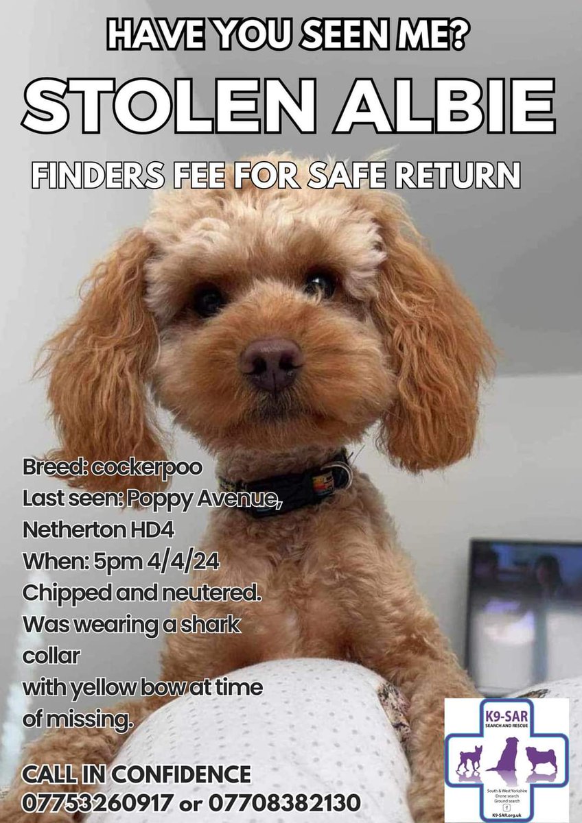 MissingPetsGB's tweet photo. ALBIE cockerpoo went #missing 4 April 2024 from Poppy Avenue, Netherton #HD4
ALBIE is now believed stolen. He was wearing a shark collar with a yellow bow. He is chipped & neutered. He was not from the area- have you seen Albie?
#stolendoghour https://t.co/4lOQ2bo5V8