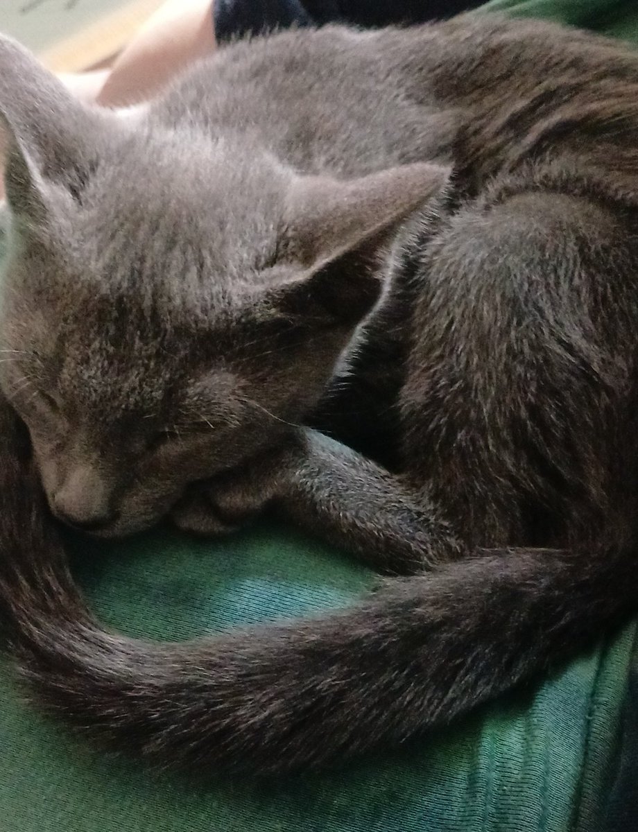 Adrienne Mione | Fantasy Author tweet media