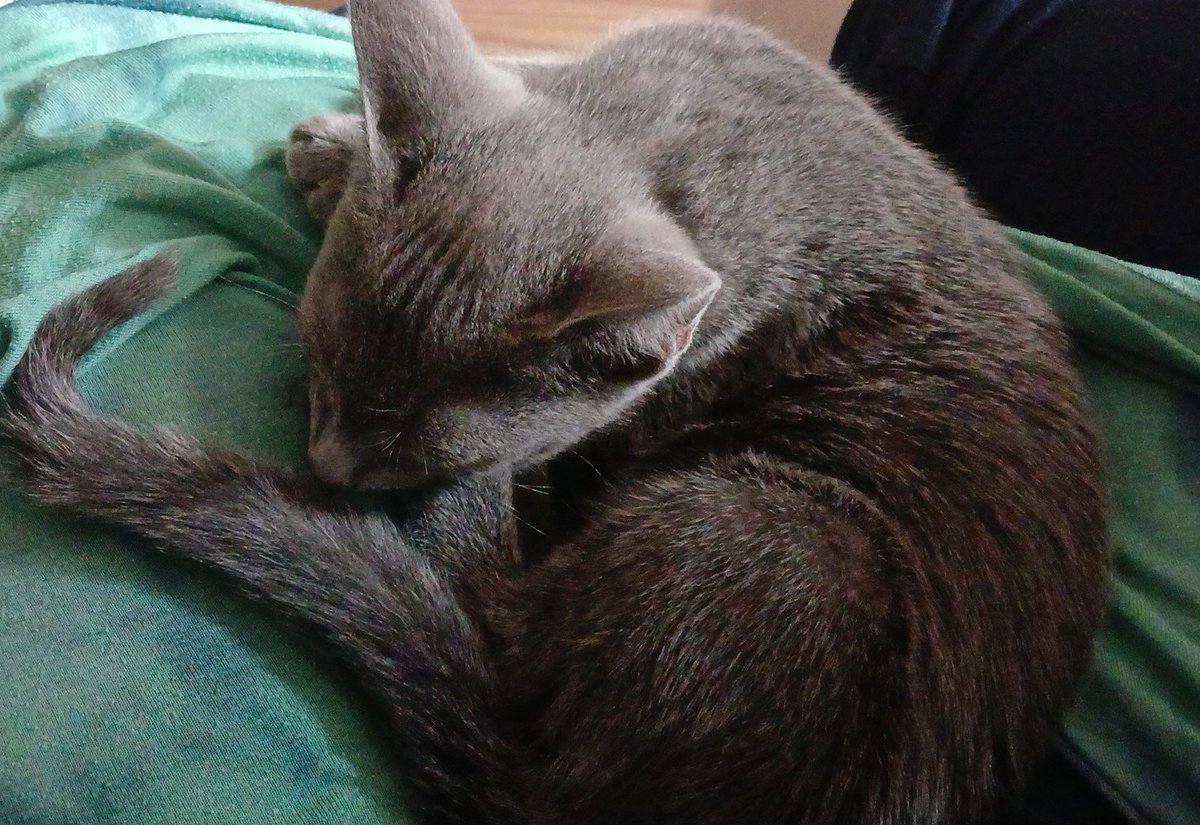 Adrienne Mione | Fantasy Author tweet media