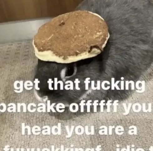 Memes to Show Your Cat (@showyourcat) on Twitter photo 