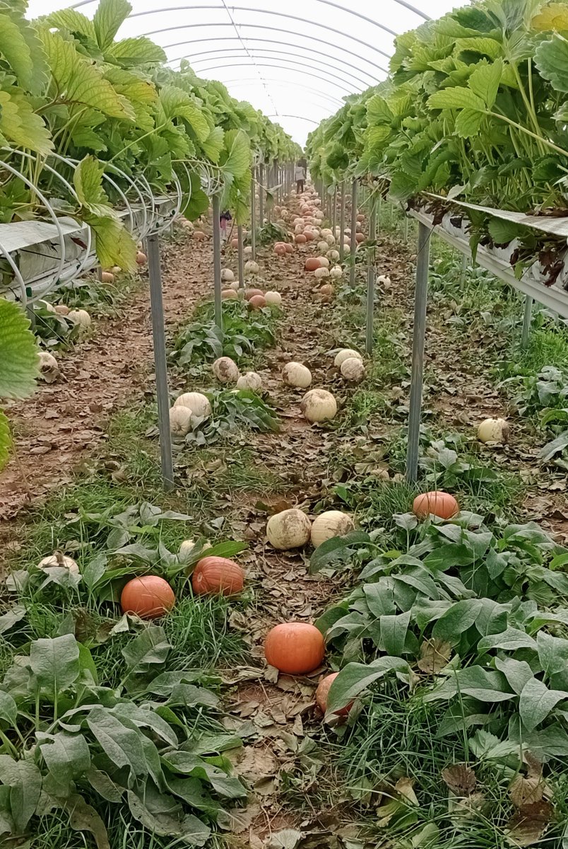 #FMSPAD 16/10 Garden path: Pumpkins are even invading the strawberries #FMS_GardenPath