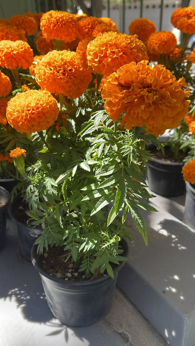 Venderemos 🫂Cempasúchil a 35$ c/u para recolectar fondos para su entrenador🐕, sufrió maltrato🪽y violencia y sigue temeroso con los humanos😪

Pedidos al 3312814045, se entrega en palomar bajo pedido, en el domicilio de Manu, más informes a ese móvil por favor