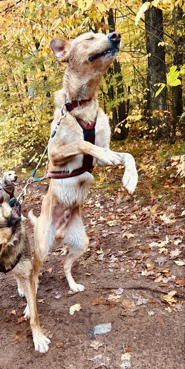Bored with excitement? Mid run meditating? What is going on, Ham?