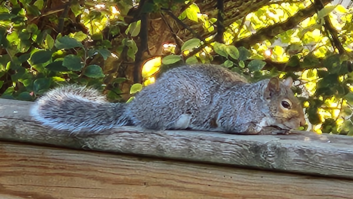 Our cute little friend 🐿 is back relaxing after a feast of peanuts. 🥜🥜🥜
#animals #naturephoto #fall  #Canada