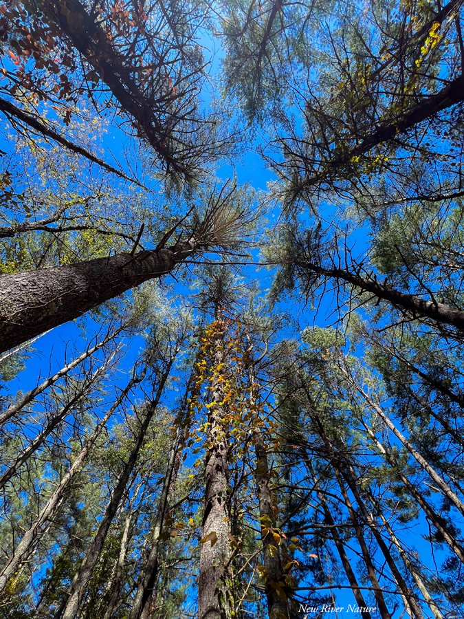 KerriFar's tweet photo. "Between every two pines is a doorway to a new world." โ John Muir - Quality time with the #Trees ~ #NewRiverNature #TreeLover #TreeHugger #LookingUp #ClaytorLakeStatePark #VAStateParks - https://t.co/lFPGhGpWCT