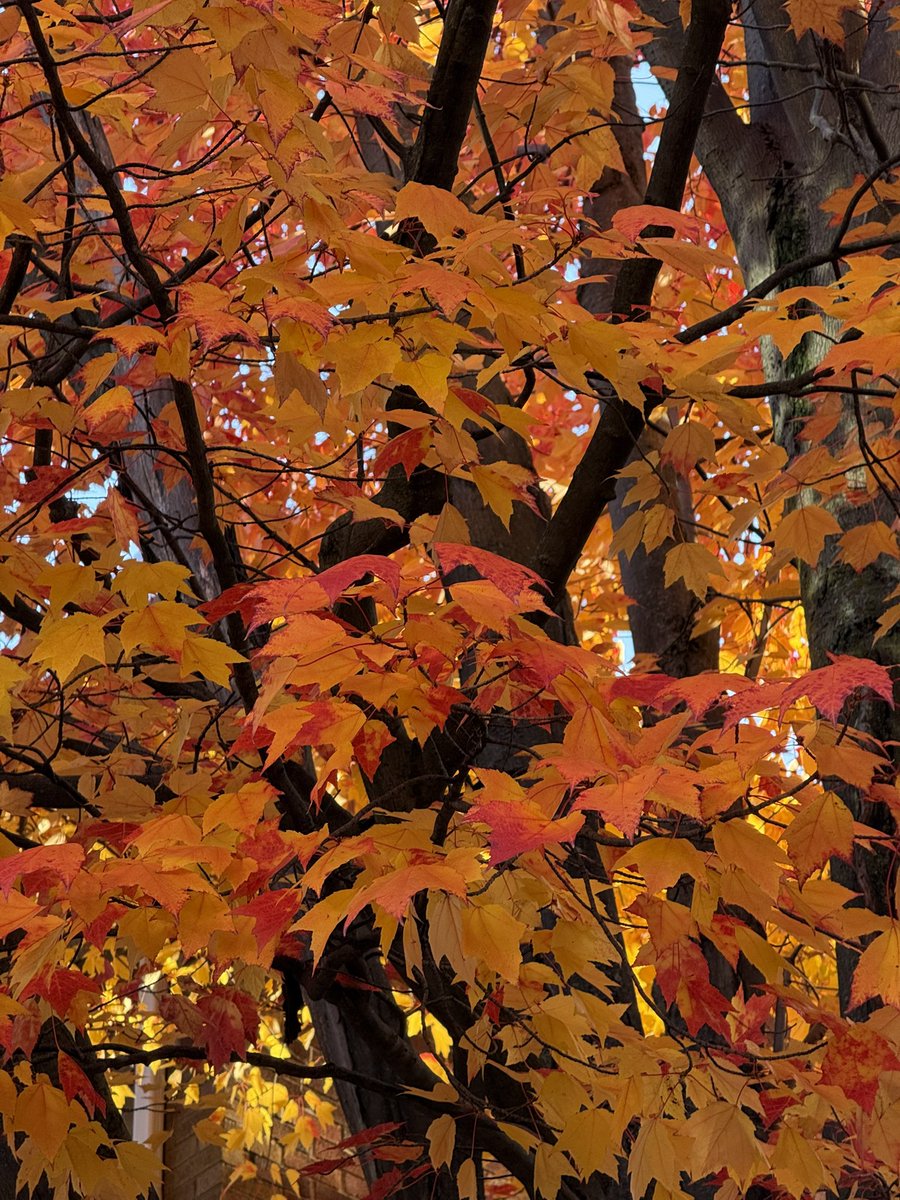 Edel Pérez-López tweet media