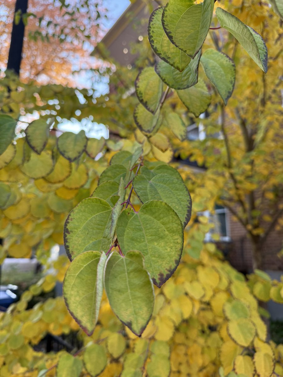 Edel Pérez-López tweet media