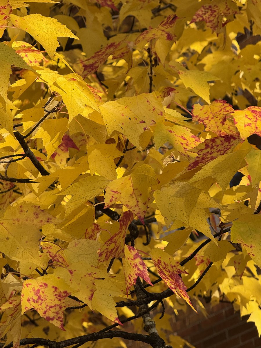 Edel Pérez-López tweet media