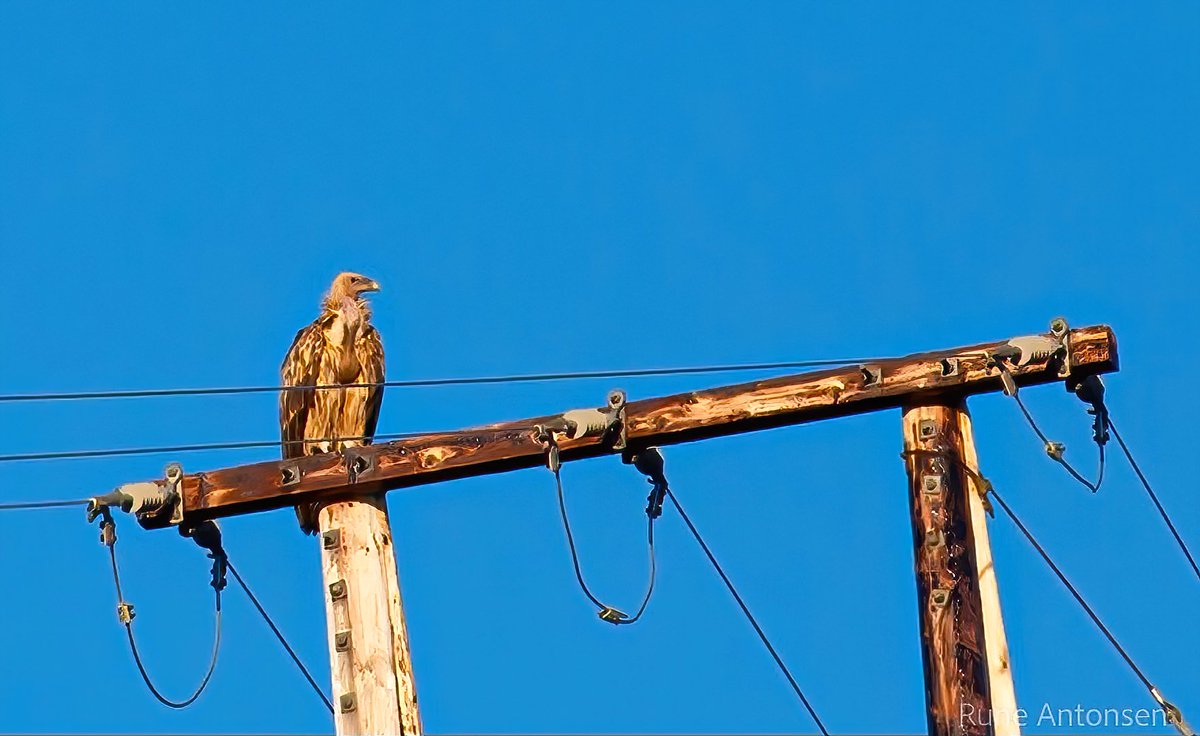 Possible Himalayan Griffon, Gyps himalayensis photographed at Senja, Nordland by Rune Antonsen - the 1st record for Norway and 2nd Western Palearctic if accepted