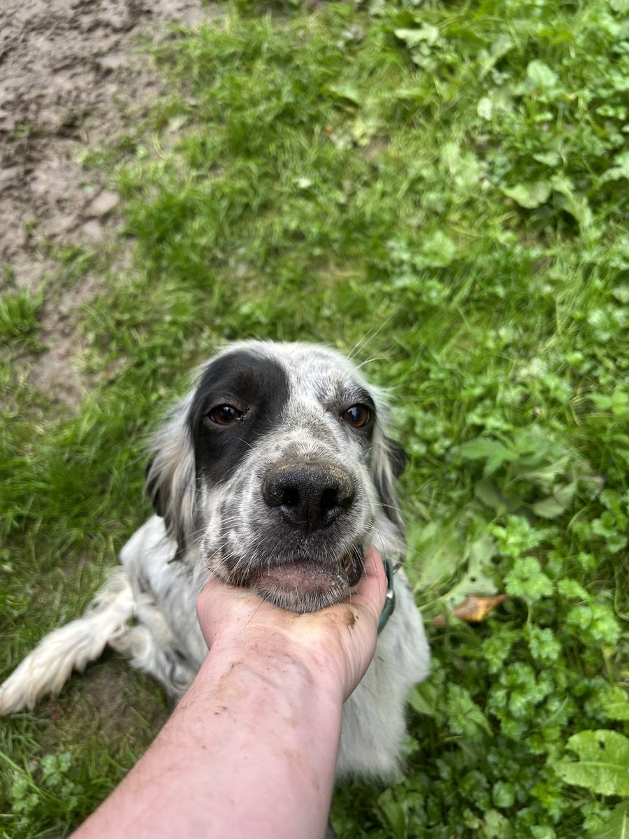 Zar busca adopción.

Este precioso Setter tiene 3 añitos, es algo miedoso y es compatible con otros perros (desconocemos compatibilidad con gatos)

Es muy cariñoso, y se merece encontrar una familia definitiva que le de todo el amor del mundo 💞

¡Ayúdanos a encontrarle un hogar!