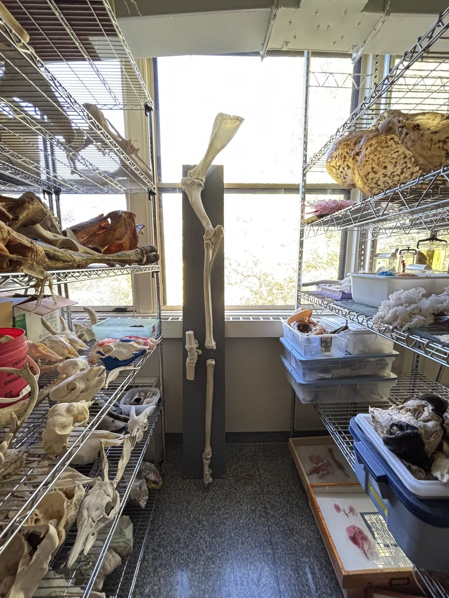 Andrea Rummel, Ph.D. tweet media