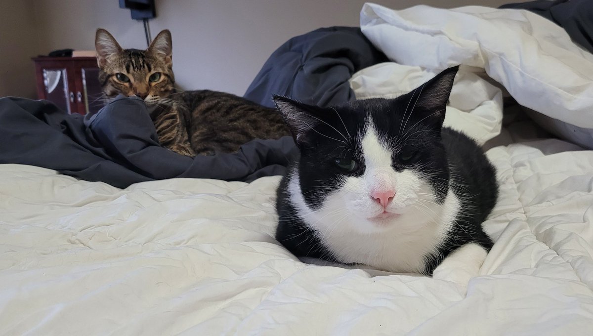 Just chilling 😎 Happy #Caturday 😻 #CaturdaySaturday