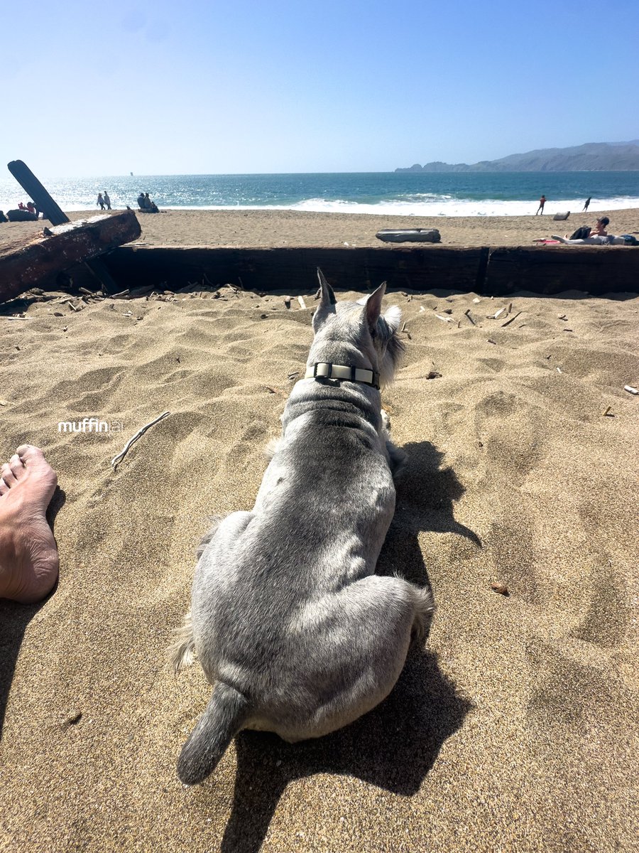 muffinjai's tweet photo. 🕶️ Saturdays are for chillin’ like a villain. ☀️ Soaking up the sun, listening to the waves crash, and reflecting on the week. 🌊 I think I might’ve barked at the mailman a little too enthusiastically yesterday, but hey, it’s a dog’s life!🤣😂😅 #BeachDay 🌁 #BakerBeach #SanFran https://t.co/kA8my2sDTe