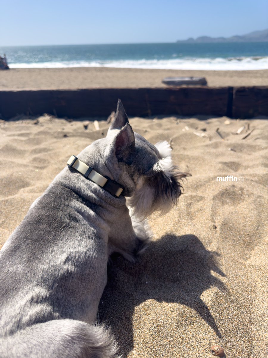 muffinjai's tweet photo. 🕶️ Saturdays are for chillin’ like a villain. ☀️ Soaking up the sun, listening to the waves crash, and reflecting on the week. 🌊 I think I might’ve barked at the mailman a little too enthusiastically yesterday, but hey, it’s a dog’s life!🤣😂😅 #BeachDay 🌁 #BakerBeach #SanFran https://t.co/kA8my2sDTe
