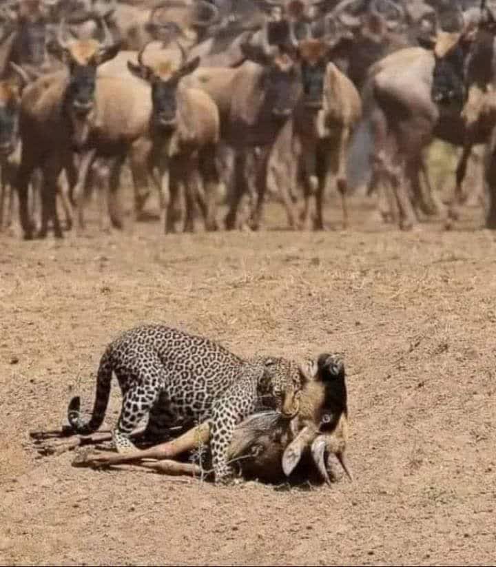 Ho_hamzei's tweet photo. اگر همه یکبار حمله کنند نجات این یک گاو حتمی است! 
نمی دانند که شکار بعدی یکی از همین تماشاگران است.
    درد آور اینست که: 
25 دولت عربی ..
430 مليون عرب ..
57 کشور اسلامی ..
2 مليارد مسلمان ...
 خاموش اند و مانند این گاوها تماشا میکنند تا نوبت کشته شدن شان برسد https://t.co/GlPxrBWqzK