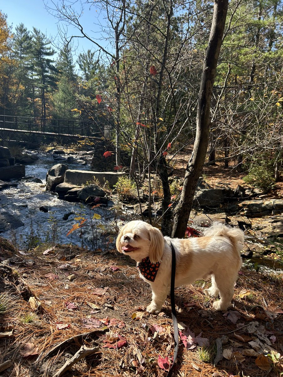 jtherapydog tweet picture