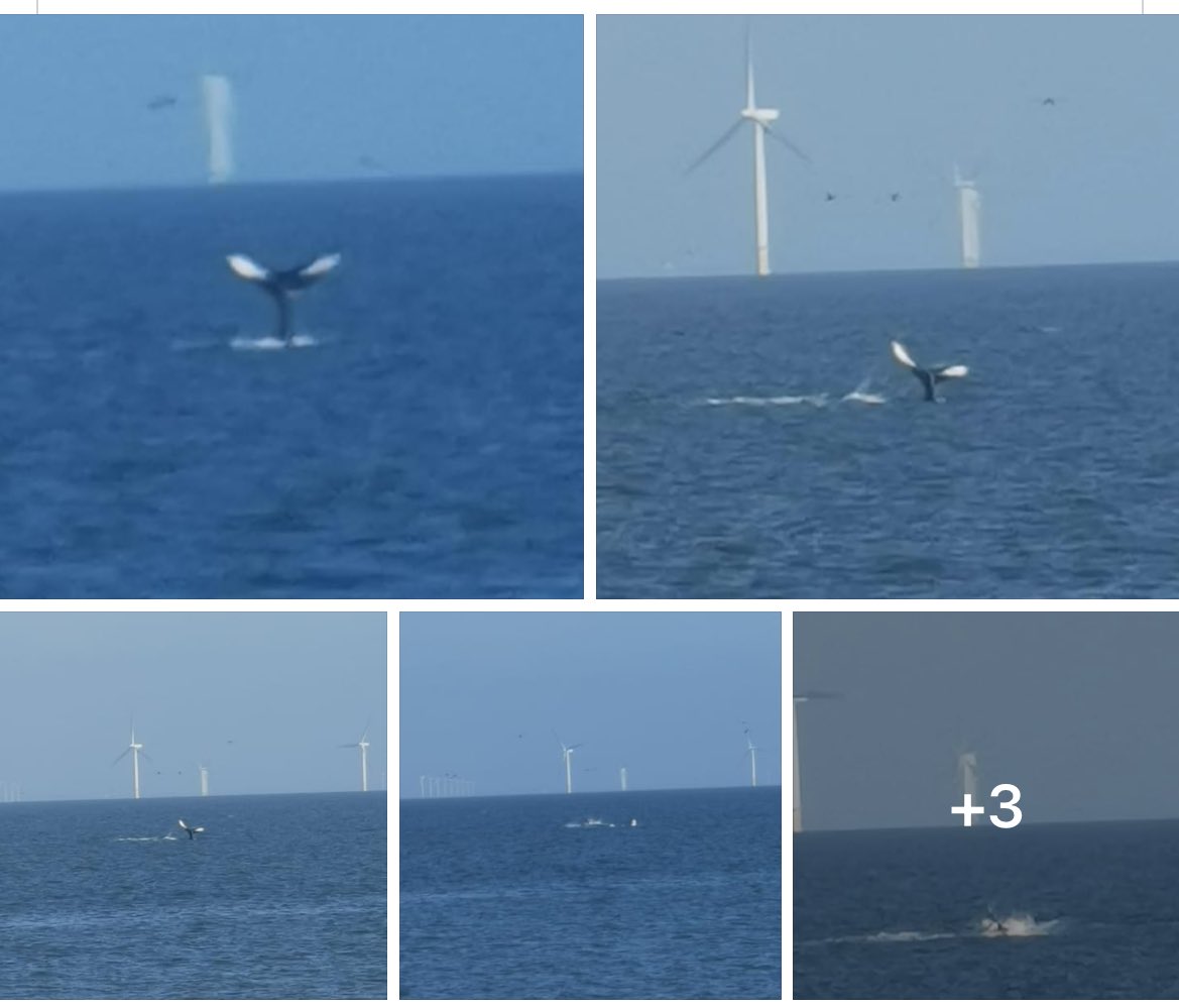 Emily G Cunningham MBE (@eg_cunningham) on Twitter photo Humpback whale off North Wales today!! 🐋
Maybe the same individual that live stranded and was refloated in Dumfries the other day?
Photos by Ste Garner
<a href="/TimBirchWild/">Tim Birch</a> <a href="/North_Wales_WT/">North Wales Wildlife Trust</a> <a href="/SPerrywink/">Sarah Perry 🌊🐬</a> Humpback whale off North Wales today!! 🐋
Maybe the same individual that live stranded and was refloated in Dumfries the other day?
Photos by Ste Garner
<a href="/TimBirchWild/">Tim Birch</a> <a href="/North_Wales_WT/">North Wales Wildlife Trust</a> <a href="/SPerrywink/">Sarah Perry 🌊🐬</a>