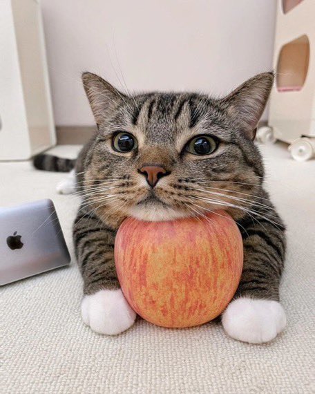 PunchingCat's tweet photo. he is content https://t.co/KEDlHOqk9U