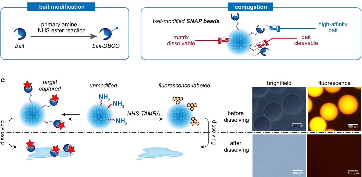 uFluidix's tweet photo. Exploring the limitations of traditional protein characterization? Discover a #microfluidic approach using engineered hydrogel beads that enhances analysis while preserving protein complexes' native states.🧬
https://t.co/cb6mEwLUwg
#ProteinAnalysis #Microfluidics #LabOnaChip https://t.co/PdZQ4e4e54