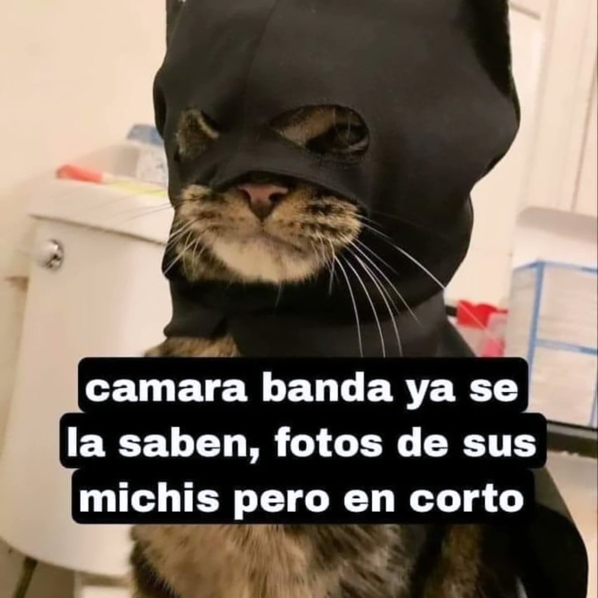 mesasteppanyaki's tweet photo. ¡𝙀𝙈𝙋𝙄𝙀𝙕𝙊 𝙔𝙊!😸🤗😛 #Memes #cats #FelizSabadoATodos #teppangriddle #humor #viral https://t.co/PKTNlUtvot