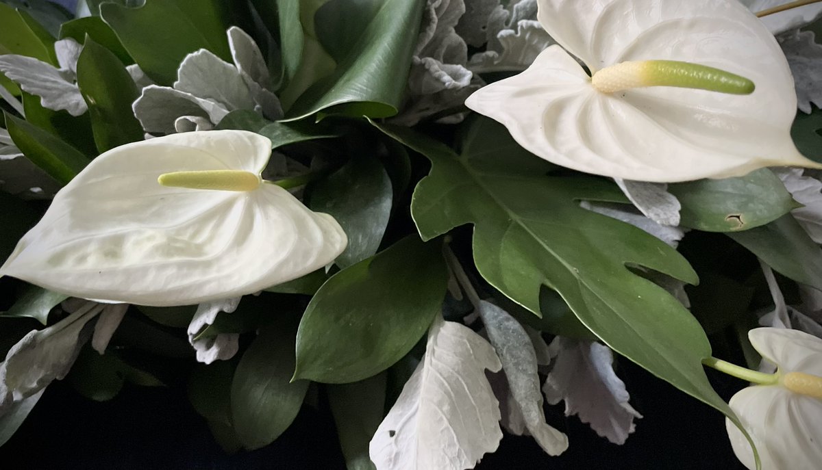 Diseñando ando🌿🌱💐 en la compañía de <a href="/ruidoblancofm/">Ruido Blanco FM ⚡️</a>  <a href="/LunaOlivia/">Olivia Luna ✨</a>  <a href="/andres_villela/">Andrés Villela 🐉</a> por <a href="/889Noticias/">88.9 Noticias</a> 
#XAñosHaciendoRuido⚡️ 
#RuidoEn889