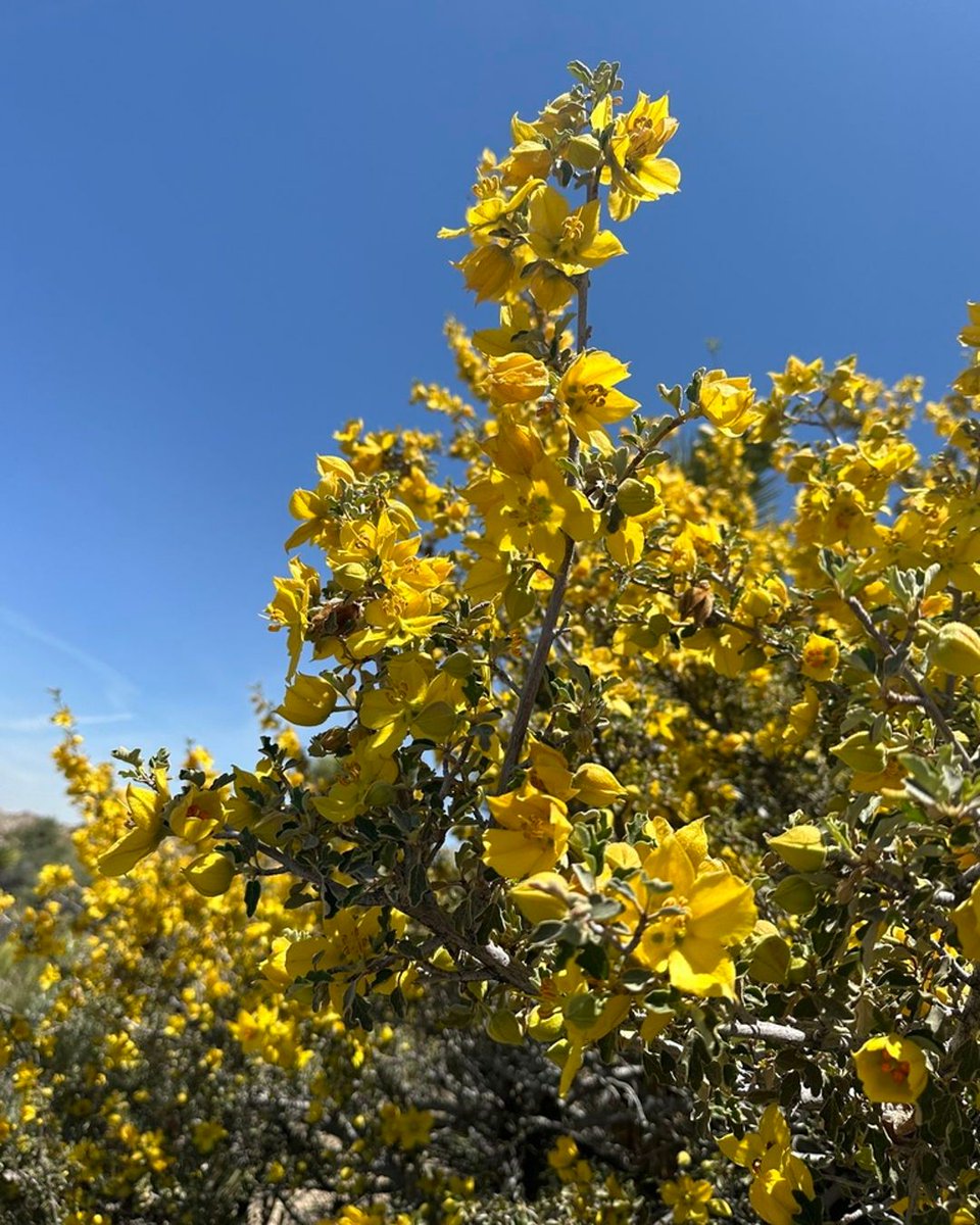 An evergreen shrub with large, bright yellow flowers that bloom profusely from spring to early summer, Fremontodendron californicum, commonly known as California Flannelbush, brings dramatic color and texture to dry gardens. (photo by Melanie Davis)

#nativeplants #wildflowers