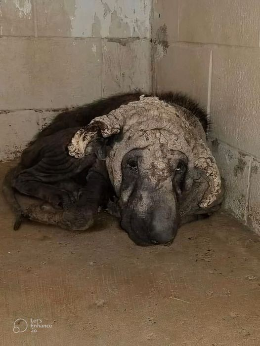 Doggy Nation 🌏 tweet media