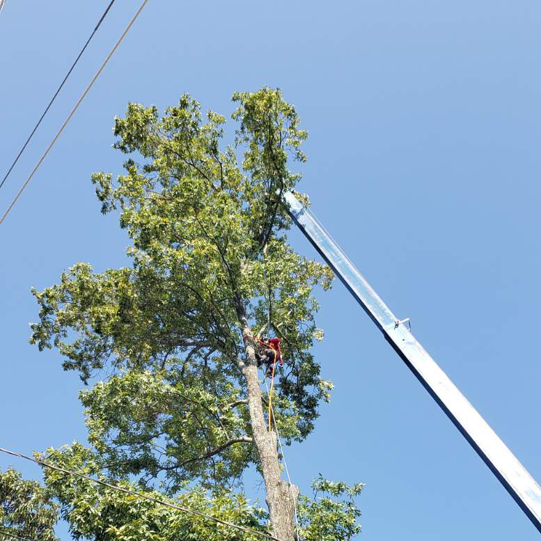 DonsTreeSvc's tweet image. The sky is the limit. 😊 #donstreeservice #trees #atltreeservice