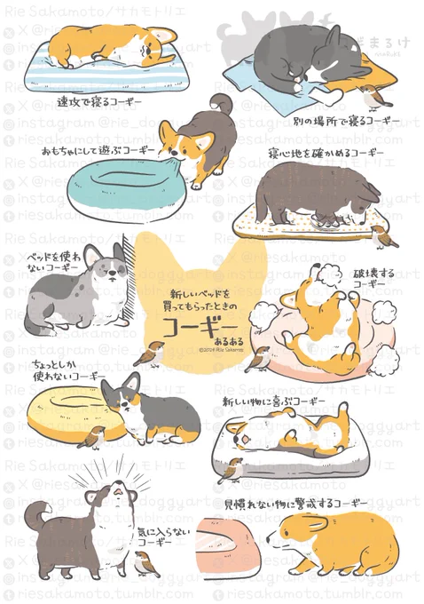 新しいベッドを買ってもらったときのコーギーあるある(11/11)
#コギまるけ #CORGIMARUKE 