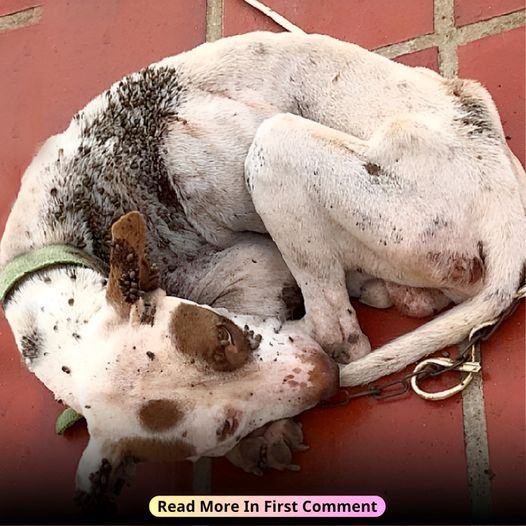 Doggy Nation 🌏 tweet media