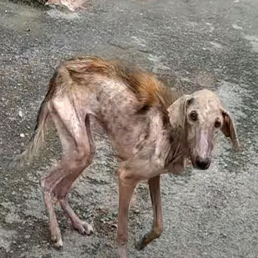 Doggy Nation 🌏 tweet media