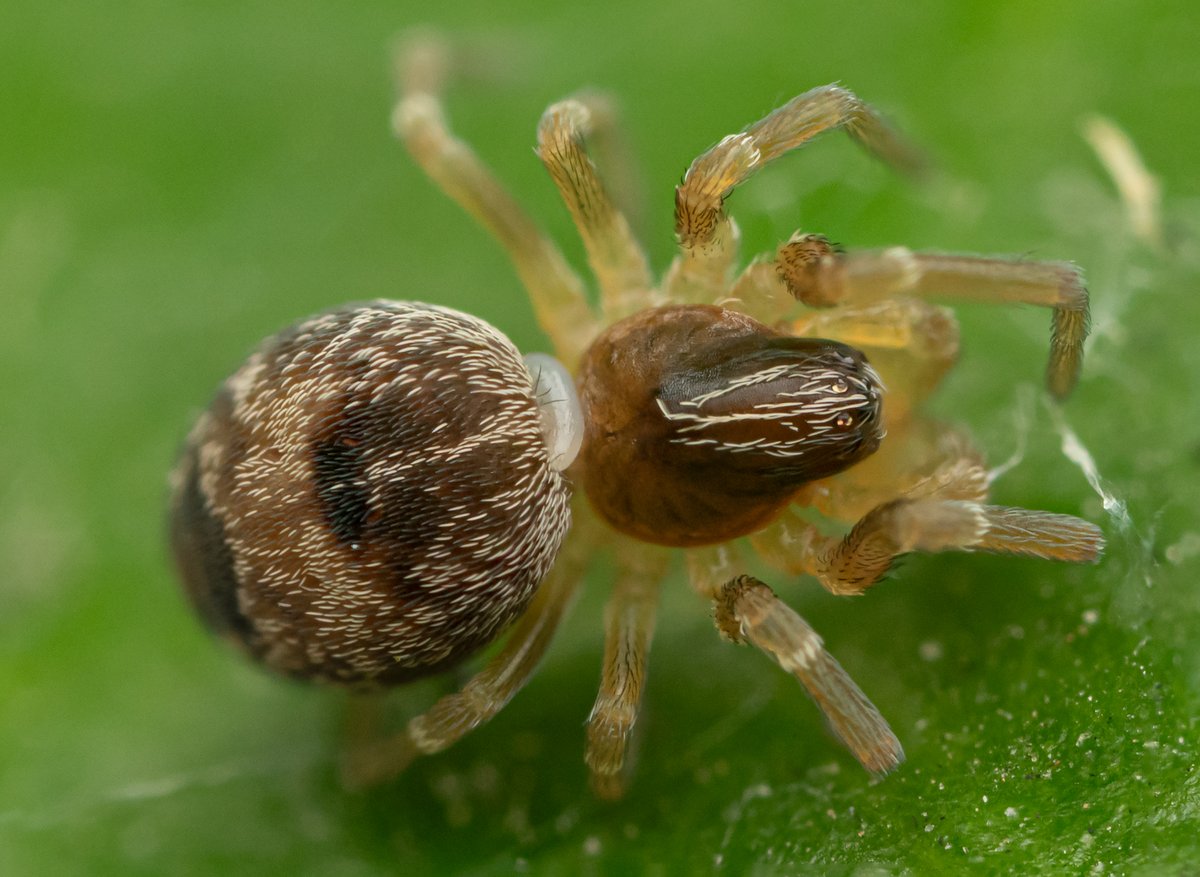 Tim Jonas tweet media