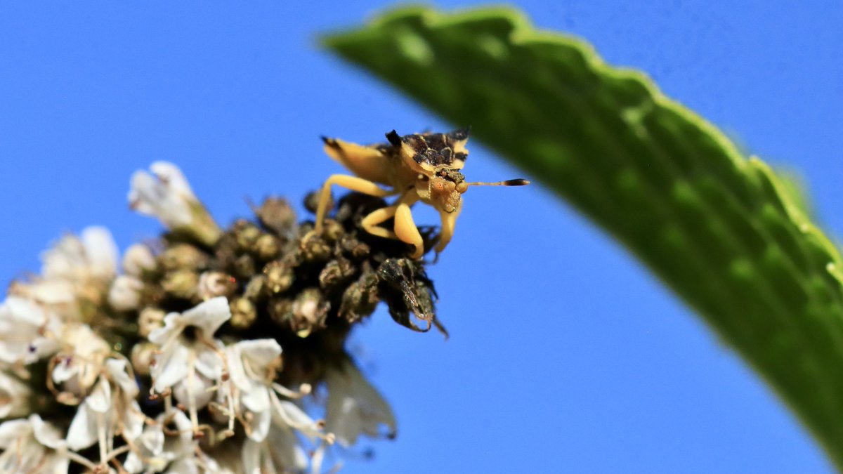 basalticboi's tweet image. Found this fellow in the mint flowers,
Phymata americana, an ambush bug!

#bugchasing
#ambushed