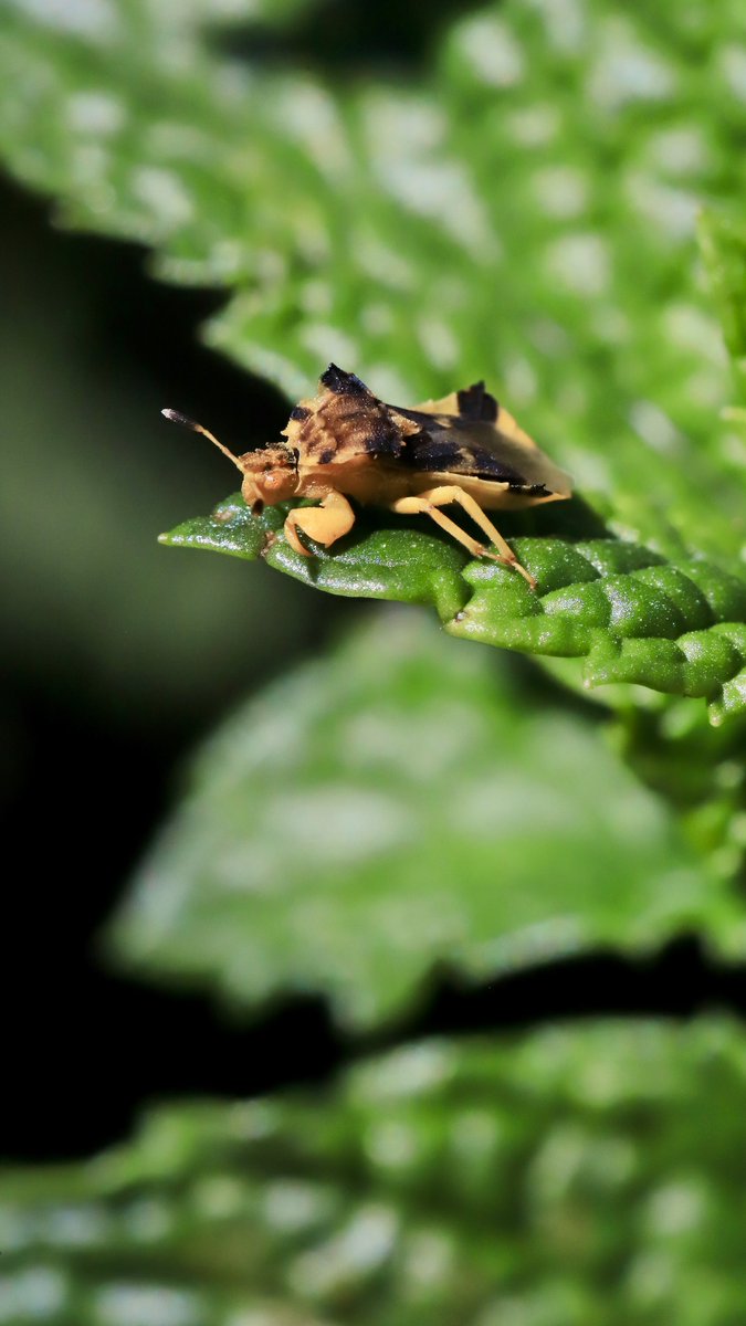 basalticboi's tweet image. Found this fellow in the mint flowers,
Phymata americana, an ambush bug!

#bugchasing
#ambushed
