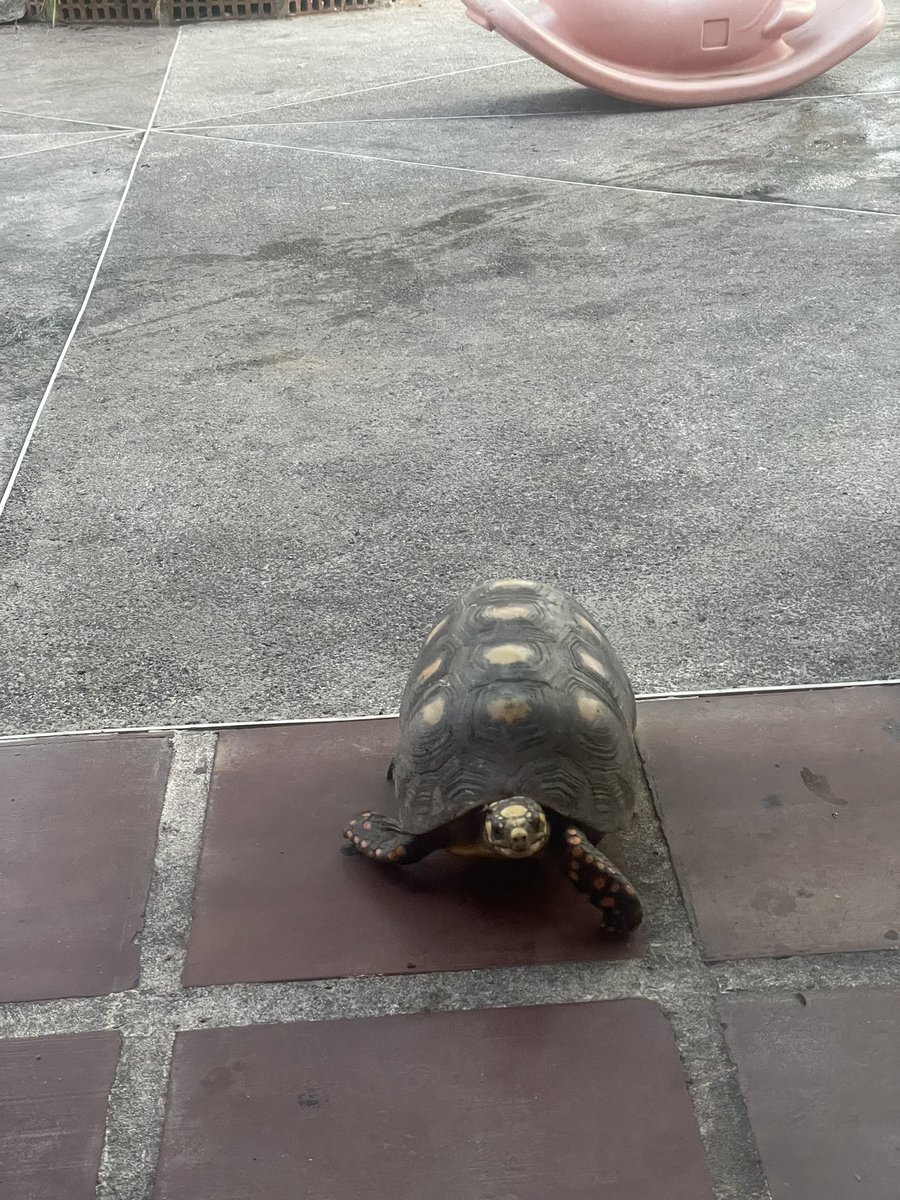 Hi web 3👇 I found a turtle 

LFG♥️