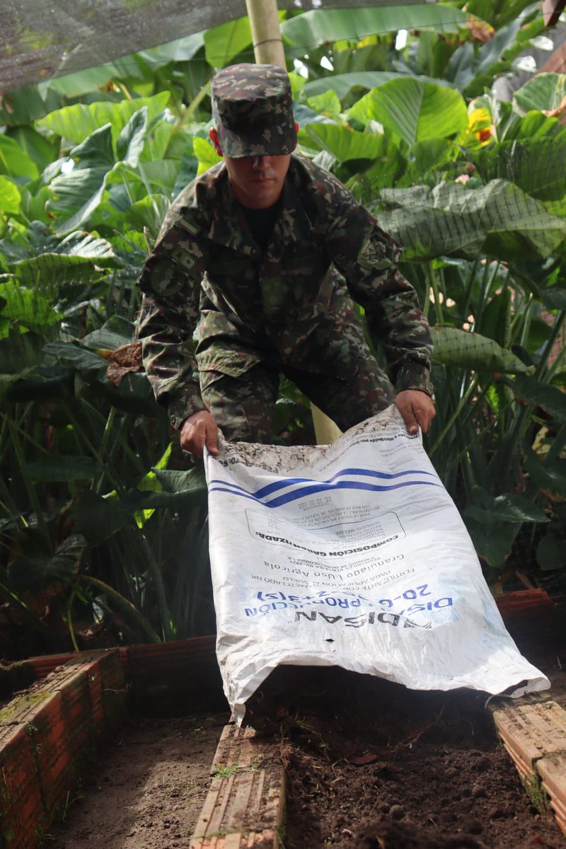 Ejercito_Div4's tweet photo. Con el esfuerzo y dedicación de nuestros soldados del @COL_EJERCITO, cultivamos la tierra para fortalecer lazos, cosechar frutos y preservar las costumbres en la comunidad de Guamal, #Meta. 🌱
Nuestra #VeredaModelo sigue creciendo y floreciendo.
#NuestroCompromisoEsColombia https://t.co/KqVbIqoCvn