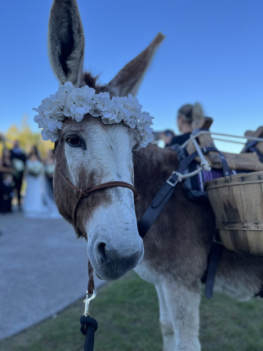 Guys she was amazing! The bride surprised the groom with Dinah as a beer donkey and he teared up when he saw her