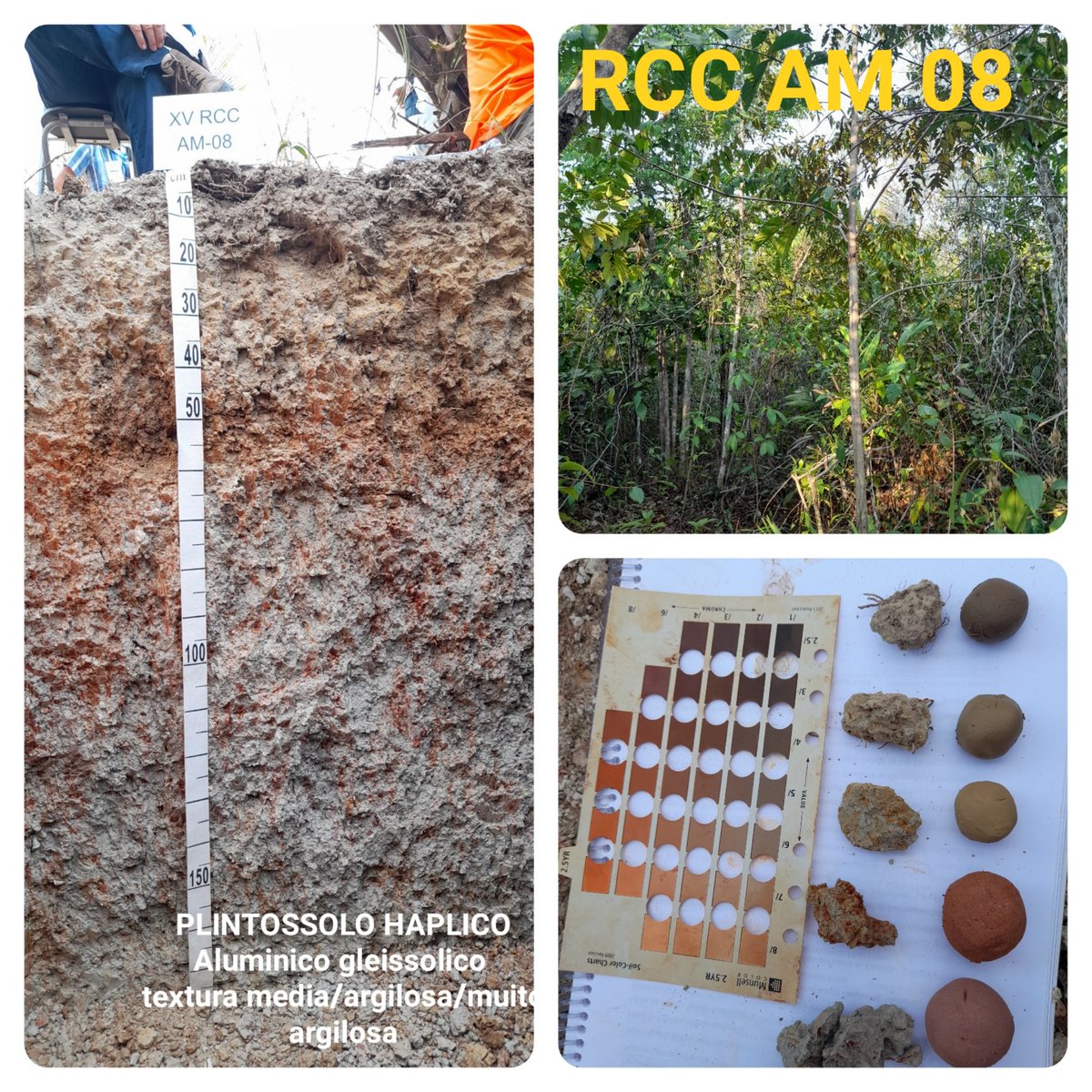 Brazilian Soil Classification and Correlation Meeting - Middle Amazon River Valley, Brazil