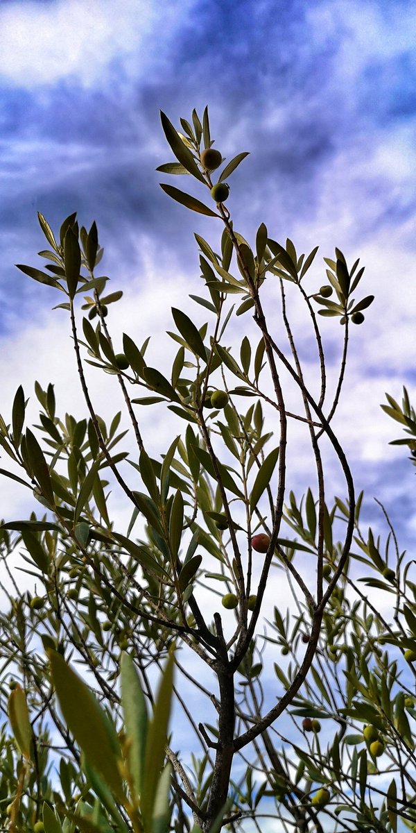 Només amb amor i perseverança, amb insistència, tot torna a ser esplèndid.