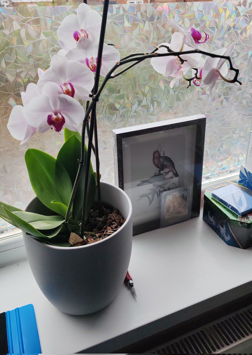 So my in laws sort of gifted me this, my MIL didn't want it anymore and it was half dead and now it's flourishing on my window sill, honestly it's such a pretty orchid and I hope it reflowers 🥰