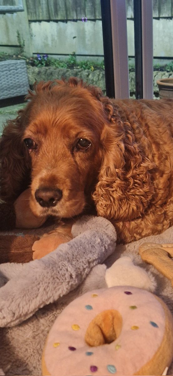 Milly - Golden Bloom Gal tweet media