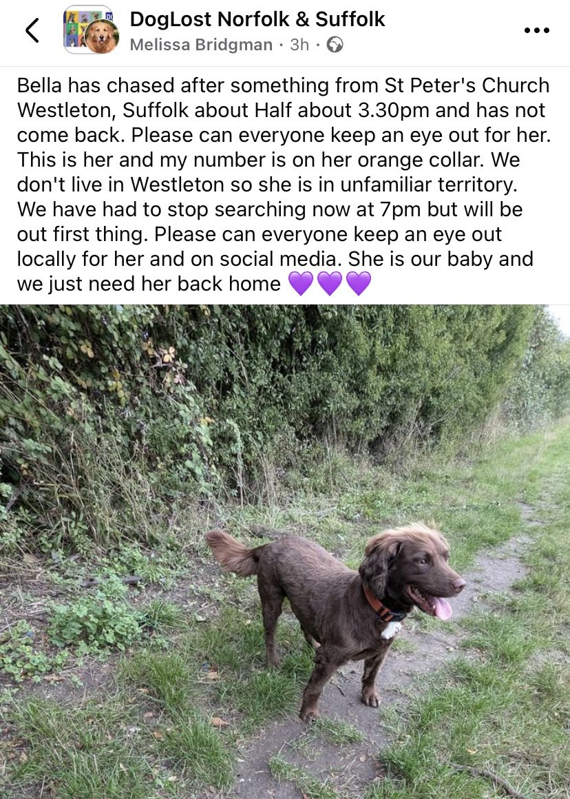 rosieDoc2's tweet photo. 🚨UNFAMILIAR WITH AREA🚨
BELLA missing #Westleton #SUFFOLK (St Peters Church Graveyard) #IP17 19/10/24 
Female/adult chocolate brown #Spanielx white patch on chest/very small flash underneath/just been clipped
CHIPPED &amp; SPAYED 
https://t.co/p5eNc4r6nA
@westletonlife @JacquiSaid https://t.co/7nKnKSHuqz