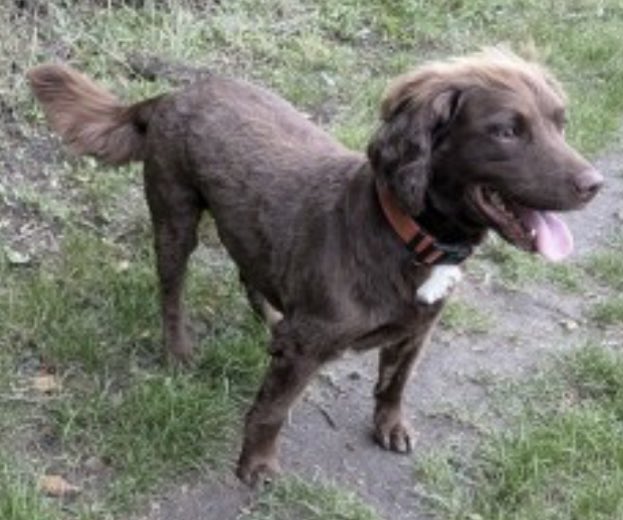 rosieDoc2's tweet photo. 🚨UNFAMILIAR WITH AREA🚨
BELLA missing #Westleton #SUFFOLK (St Peters Church Graveyard) #IP17 19/10/24 
Female/adult chocolate brown #Spanielx white patch on chest/very small flash underneath/just been clipped
CHIPPED &amp; SPAYED 
https://t.co/p5eNc4r6nA
@westletonlife @JacquiSaid https://t.co/7nKnKSHuqz