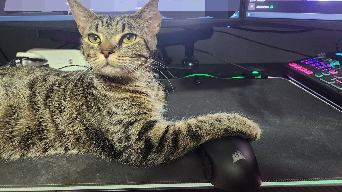 Slashest's Cats tweet media