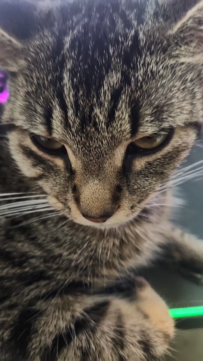 Slashest's Cats tweet media