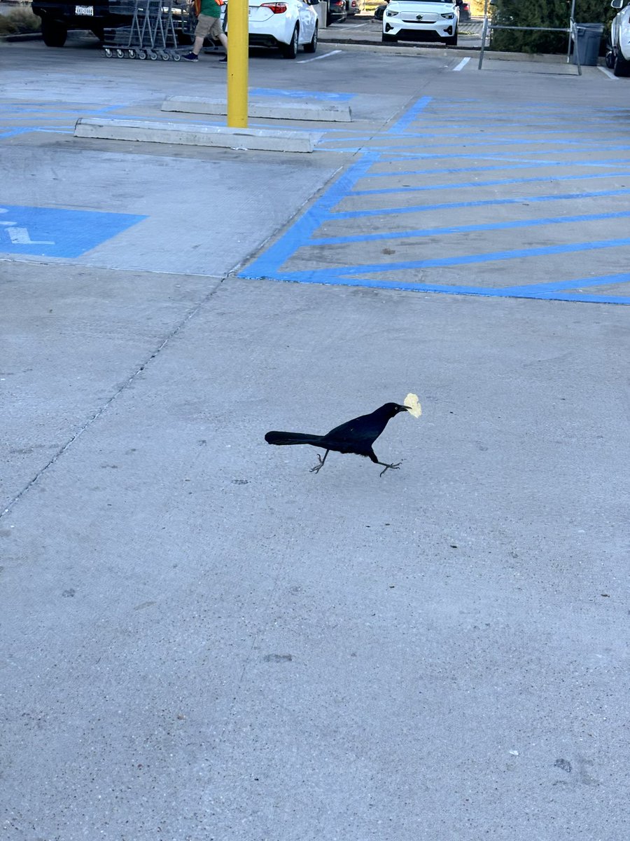 GRACKLE WITH CHIP