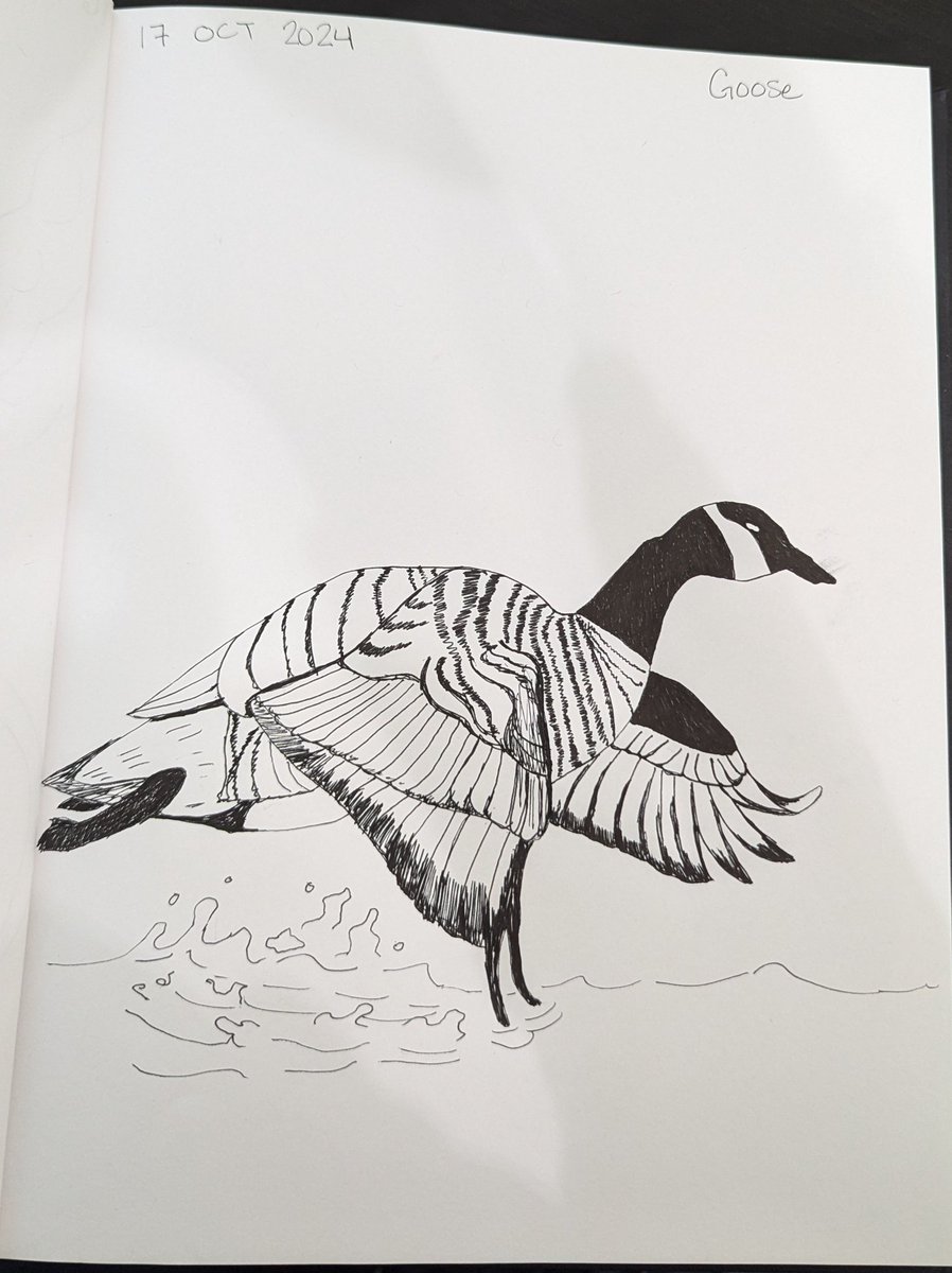 artemis_chloe's tweet photo. Day 17 of drawing once a day in October 
Prompt: Goose
Canada Goose. The plural is Canada Geese not Canadian Geese (a little factoid)
Prompt list:
https://t.co/TE2WDsgwON
#streamink24 #goose #canadaGoose #canada https://t.co/rjyCbZKxek